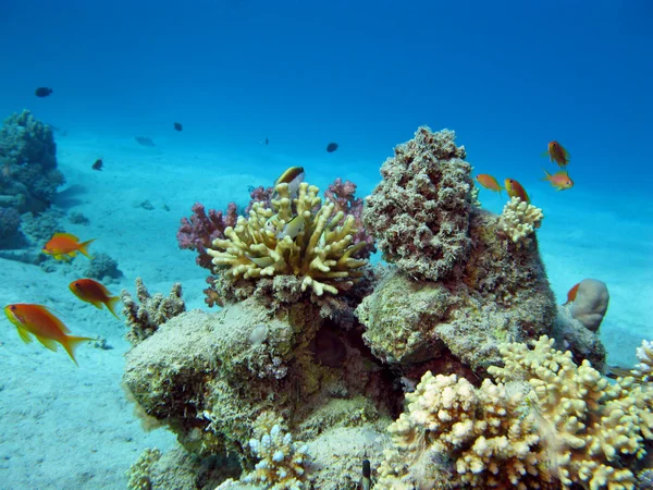 Кораловий риф з екзотичними рибами — стокове фото