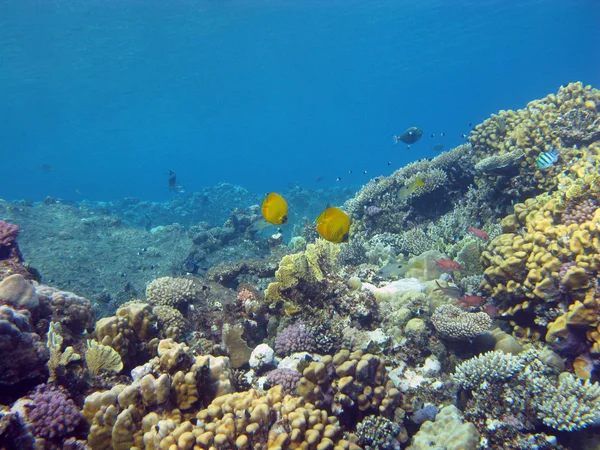 Koraal rif met bannerfishes — Stockfoto