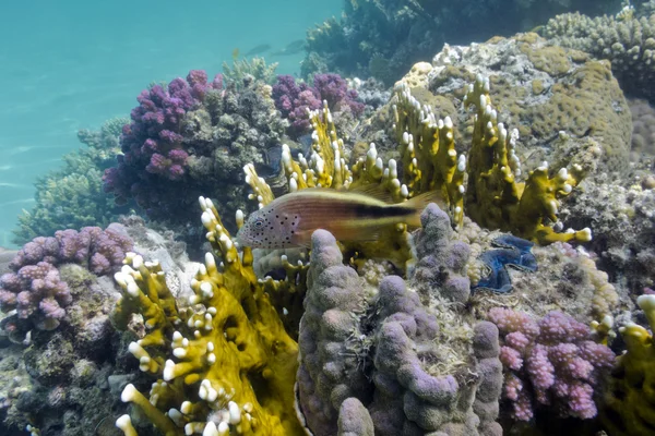 Πολύχρωμο κοραλλιογενή ύφαλο και εξωτικά ψάρια — Φωτογραφία Αρχείου