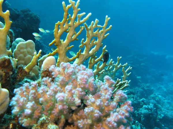 Récif corallien au fond de la mer rouge — Photo