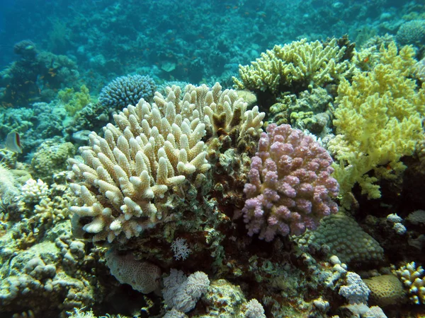 底部的红海珊瑚礁 — 图库照片