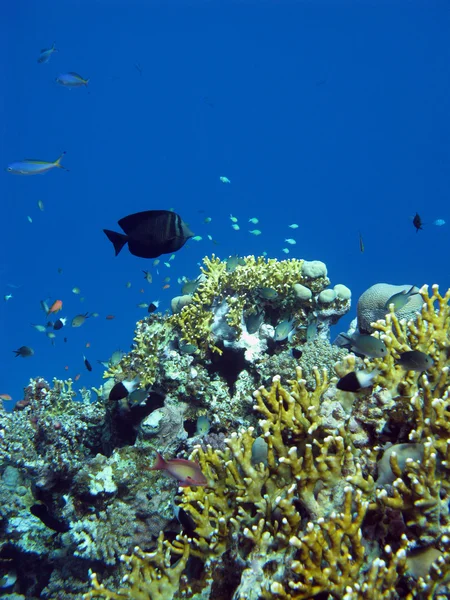 Recifes de coral no fundo do mar vermelho — Fotografia de Stock