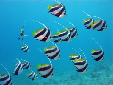 Red sea with butterflyfishes clipart