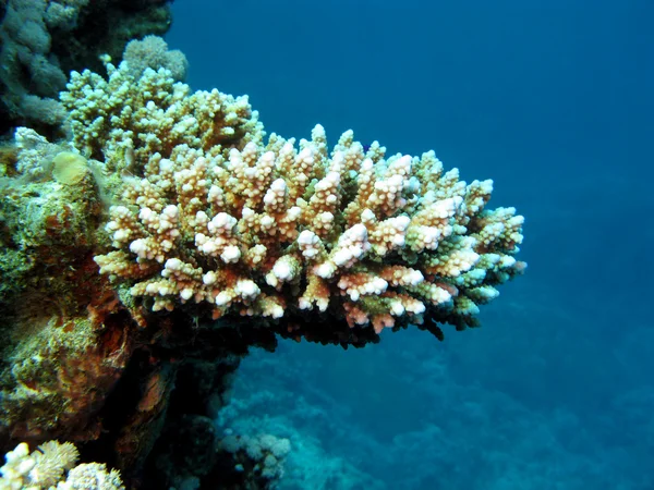 Korallrev och stenig korallrev — Stockfoto