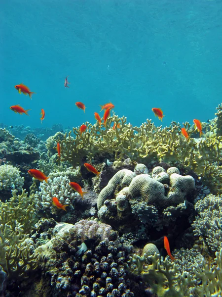 エキゾチックな魚とサンゴ礁 — ストック写真