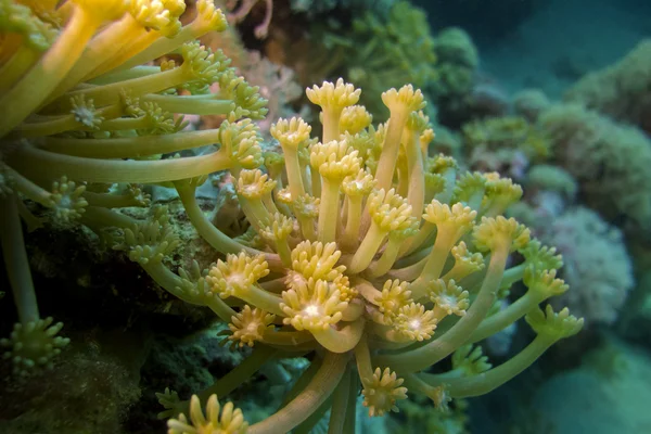 Korallenriff mit Weichkorallen — Stockfoto