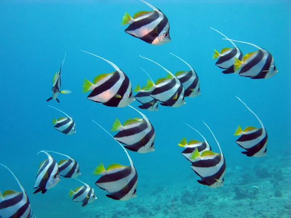 Rotes Meer mit Schmetterlingsfischen — Stockfoto