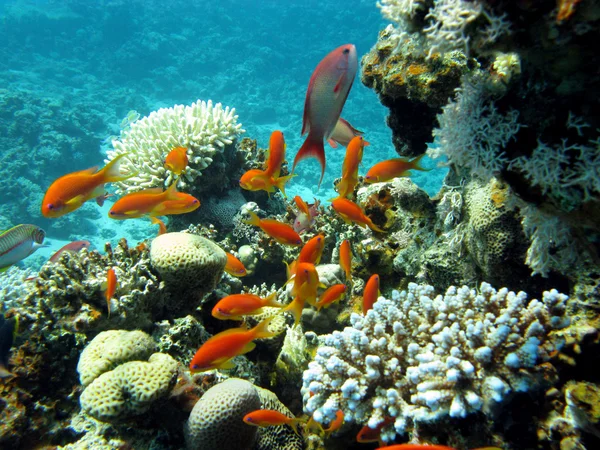 Πολύχρωμο κοραλλιογενή ύφαλο και εξωτικά ψάρια — Φωτογραφία Αρχείου