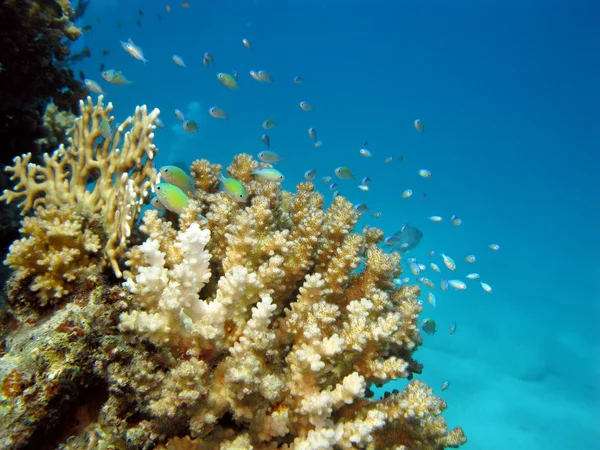 Barriera corallina sul fondo del mare — Foto Stock