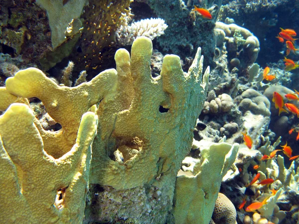 Кораловий риф з вогняним коралом — стокове фото