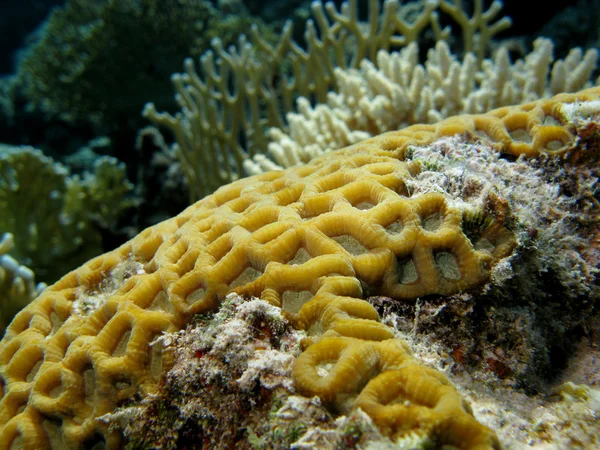 Κοραλλιογενή ύφαλο με το κοράλλι εγκεφάλου — Φωτογραφία Αρχείου