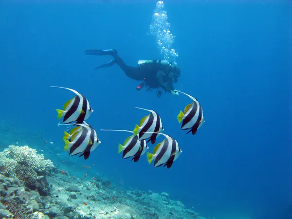 Potápěč s hejno butterfyfishes — Stock fotografie