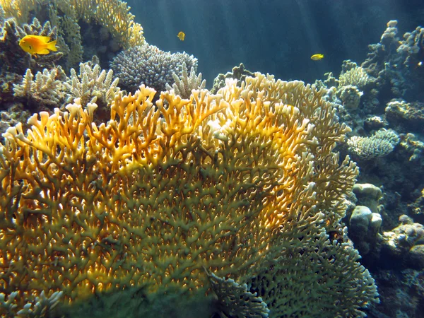 Korálový útes s ohněm coral — Stock fotografie