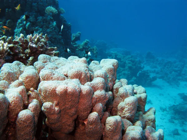 Hard coral on the bottom of red sea — Stock Photo, Image