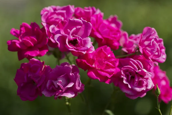 stock image Pink roses in the garden