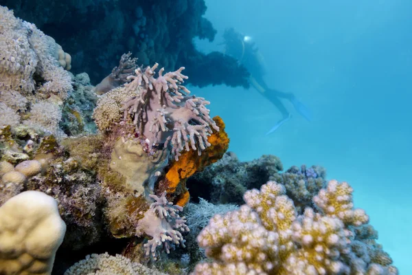 Barevný korálový útes na dně Rudého moře a potápěč — Stock fotografie