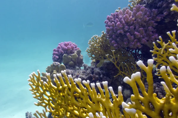 stock image Colorful coral reef on the bottom of red sea