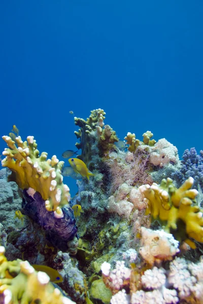 Récif corallien coloré au fond de la mer rouge — Photo