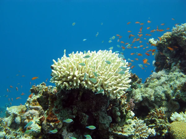 Mercan kayalığı egzotik balıkları ile — Stok fotoğraf