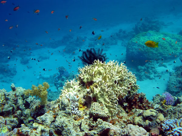 Arrecife de coral con corales duros y blandos —  Fotos de Stock