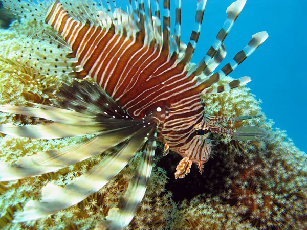 Рыба-лев на коралловом рифе — стоковое фото