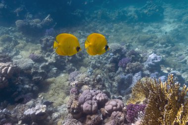 Coral reef with butterflyfishes clipart