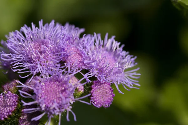 在花园里的丁香 flossflower — 图库照片