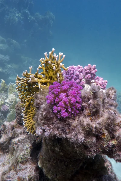 Κοραλλιογενή ύφαλο με φωτιά και σκληρά κοράλλια — Φωτογραφία Αρχείου