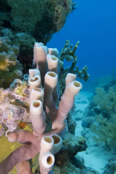 Rafa koralowa z gąbki morskie — Zdjęcie stockowe