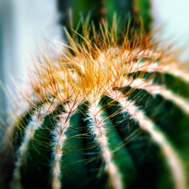 Cactus - Macro clipart