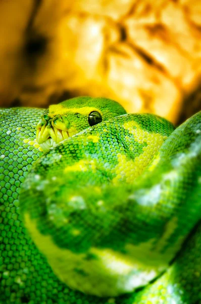 Zümrüt ağaç boa yılanı - yeşil — Stok fotoğraf