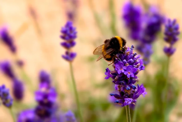 Lavendel und Biene — Stockfoto