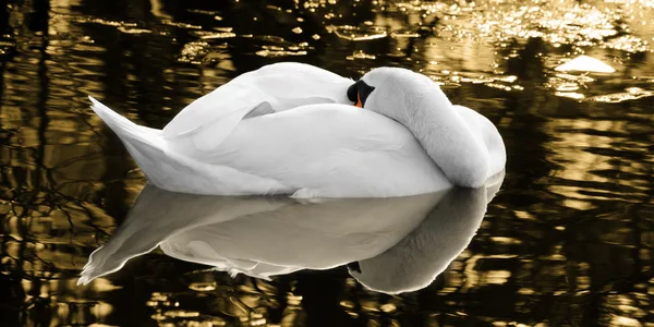 O cisne adormecido do lago dourado — Fotografia de Stock