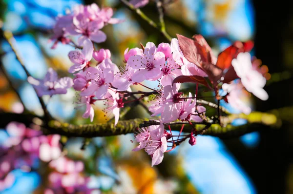 Frühling rosa Pflaumenblüten - geringe Schärfentiefe — Stockfoto
