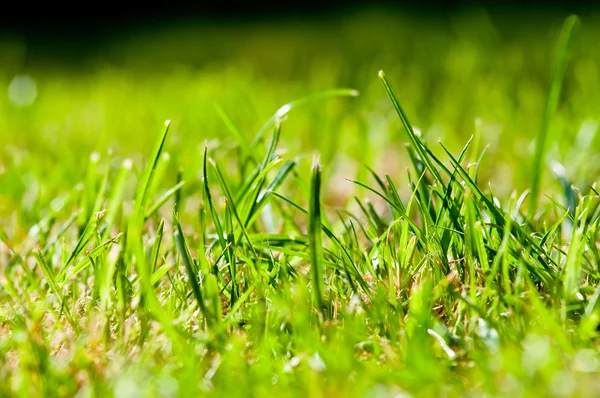 Green Summer grass - macro — Stock Photo, Image