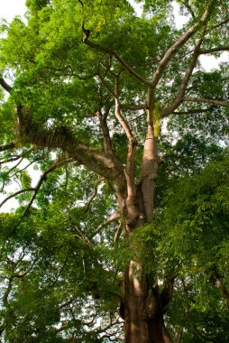 tropikal Orman ağacı
