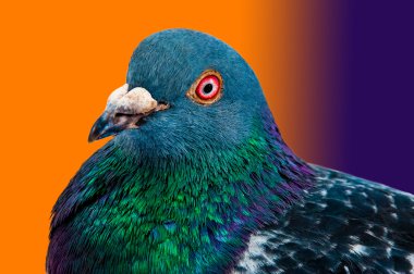 00311 - Pigeon 01 - Gradient color background clipart