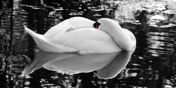 Spící labuť - černé a bílé — Stock fotografie