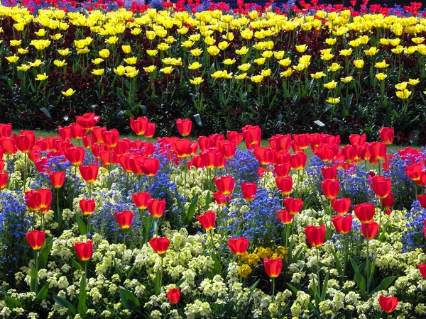 00314 - Tulipes en fleurs — Photo
