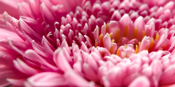 Daisy Pink Flower - Macro — Stock Photo, Image