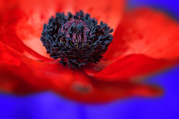 Poppy macro - blue background — Stock Photo, Image