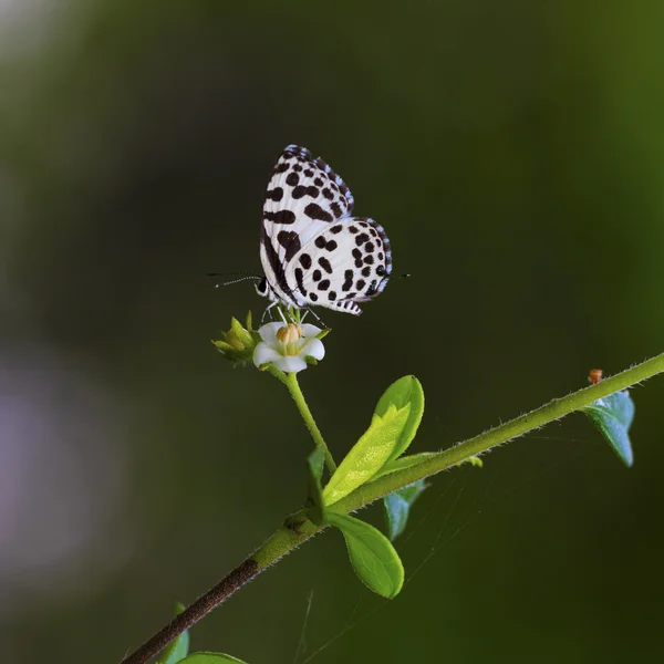 Bela borboleta. Pequena grama azul Zizina otis . — Fotografia de Stock