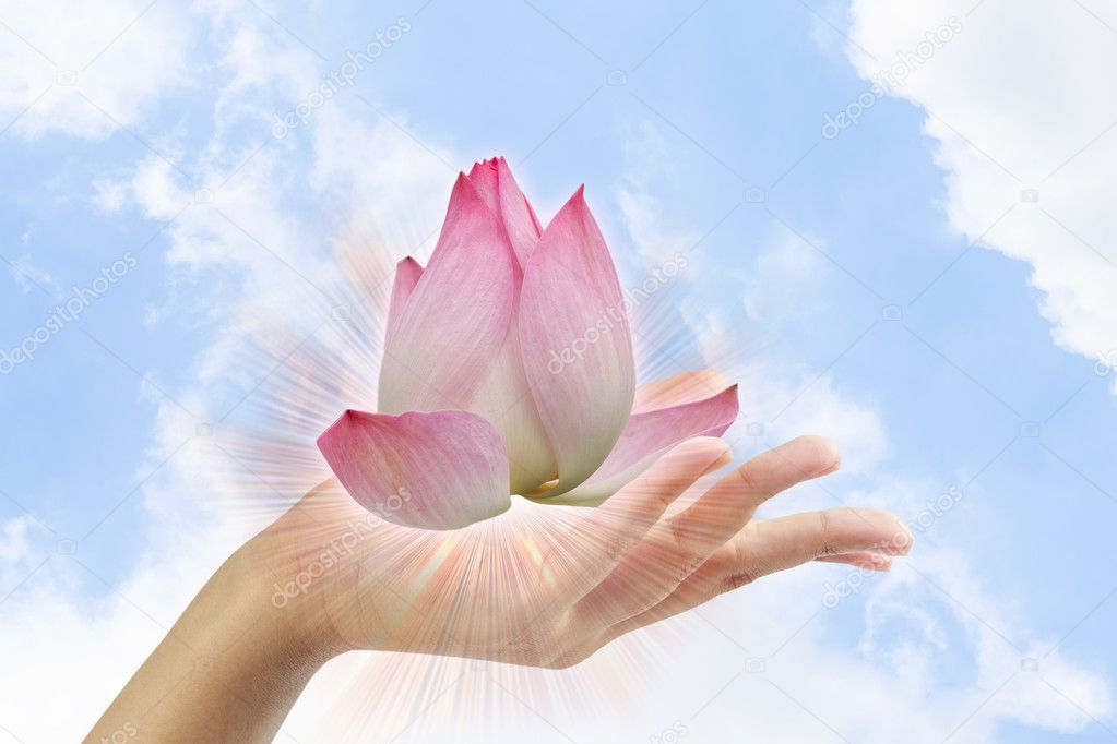 Pink lotus in woman hand on sky background.