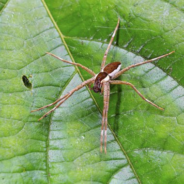 Raft spider (Dolomedes fimbriatus) on a leaf clipart