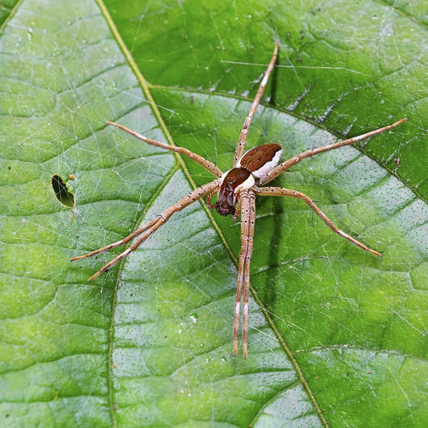 Aranha de popa (Dolomedes fimbriatus) em uma folha — Fotografia de Stock