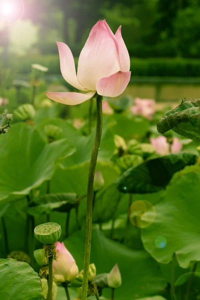 Fundo flor de lótus — Fotografia de Stock