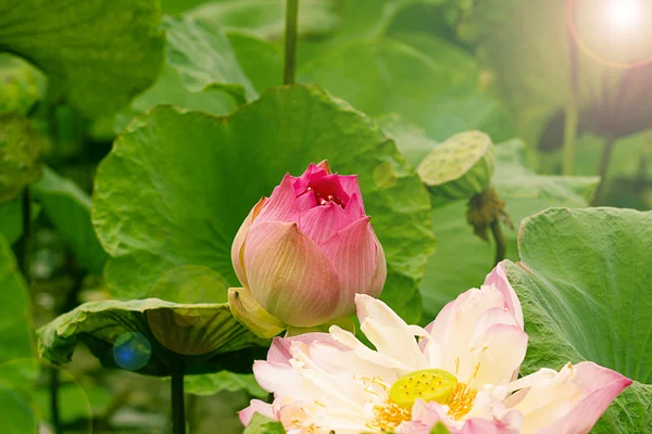 Fundo flor de lótus — Fotografia de Stock