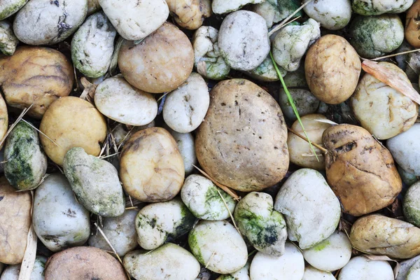 De natte rotsen op de grond na de regent met mos. — Stockfoto
