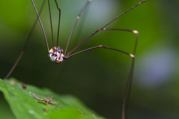 Spinnen in het wild. — Stockfoto