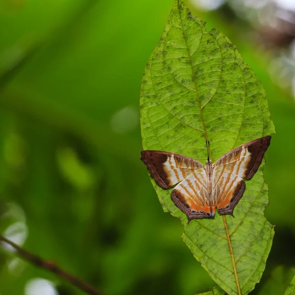 Motýli ve volné přírodě. — Stock fotografie